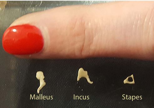 Smallest Bones in your Body - Wangaratta Audiology